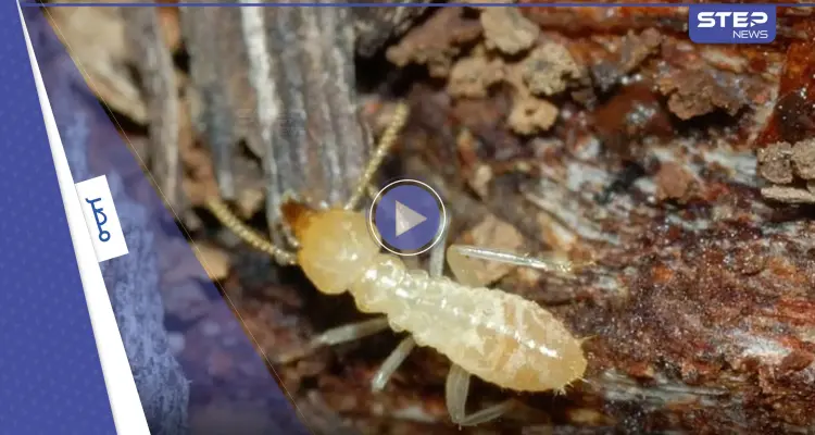 شاهد|| أسراب النمل الأبيض تجتاح محافظة الإسكندرية المصرية.. وتحركات رسمية عاجلة لمواجهة خطره: أخبار