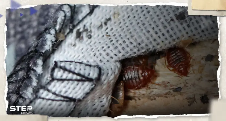 ما أسباب ظهور "بق الفراش" في فرنسا.. باحث يشرح ويحذّر من خطر يُهدد البشرية: أخبار