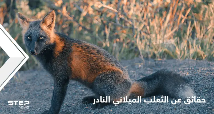 شاهد|| حقائق مدهشة عن الثعلب الميلاني النادر أغرب أنواع الثعالب في العالم: أخبار