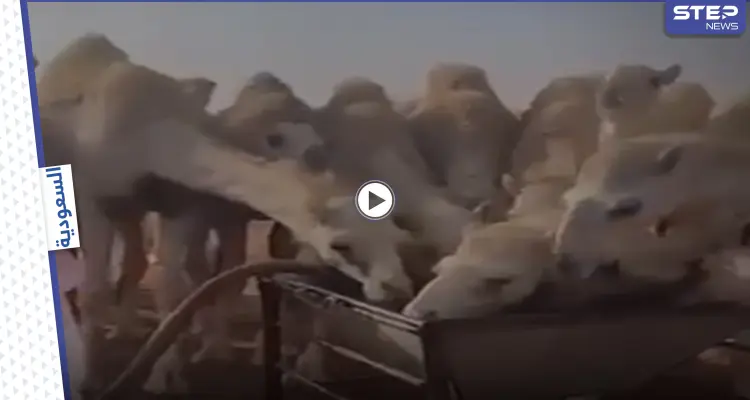 بالفيديو|| مزيج من "الدماء والماء"  لمعالجة الإبل.. حادثة تثير الجدل في السعودية: أخبار