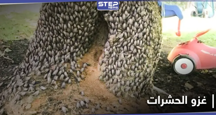 حشرات بالملايين تستعد للخروج من تحت الأرض وغزو المدن الأمريكية بظاهرة لم تحدث منذ عقدين: أخبار