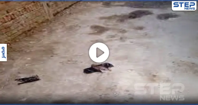 بالفيديو|| قرية مصرية تتعرض لهجومٍ كثيف من الخفافيش.. وحالة ذعر بين الأهالي: أخبار