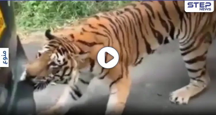 بالفيديو|| نمر بنغالي يهاجم سيارة "جيب" ويجرها بأسنانه وسط ذهول وخوف راكبيها: أخبار