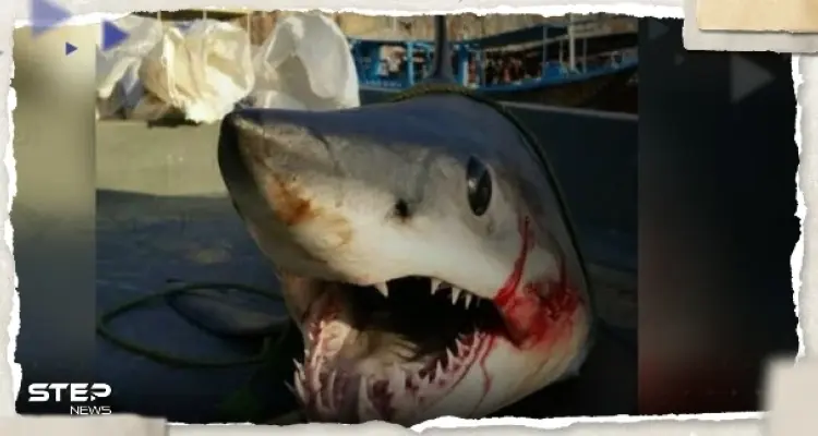 بعد التهامه سائحاً روسياً.. تقرير يكشف ماذا وجدت السلطات المصرية في بطن القرش: أخبار