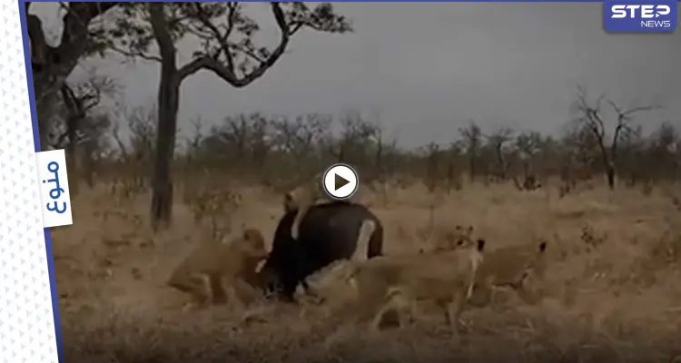 بالفيديو|| بلقطات نادرة.. مجموعة أسود يهاجمون جاموساً ضعيفاً وقطيعه يهرعون لمساعدته: أخبار