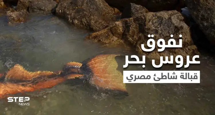 شاهد|| العثور على عروس بحر حقيقية ميتة قبالة إحدى الشواطئ المصرية.. يبلغ طولها 3 أمتار: أخبار