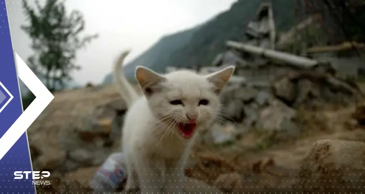 "صندوق الطبيعة الأسود".. علماء يكشفون حقيقة تنبؤ الحيوانات بالزلازل والكوارث: أخبار