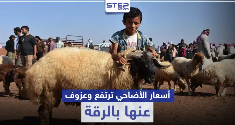 عيد الأضحى بلا أضاحي في الرقة هذا العام وتجّار الماشية يوضحون الأسباب: أخبار