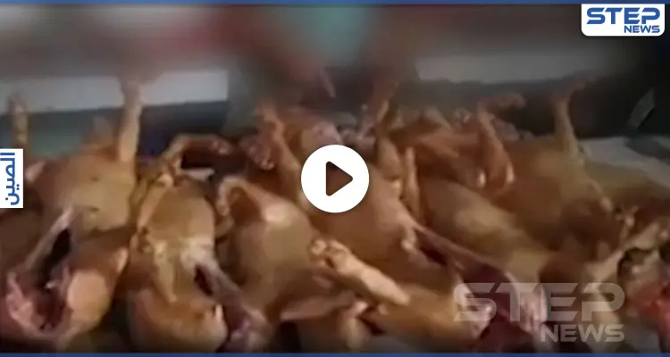 بالفيديو|| افتتاح مهرجان لبيع لحوم الكلاب في الصين رغماً عن كورونا.. والعالم يحذّر: أخبار