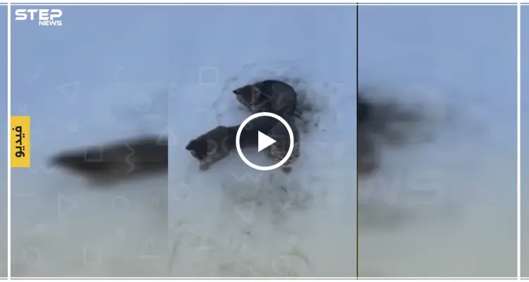 شاهد كيف أنقذ رجل ثلاث قطط مجمدة بالصقيع بكوب قهوة (فيديو): أخبار