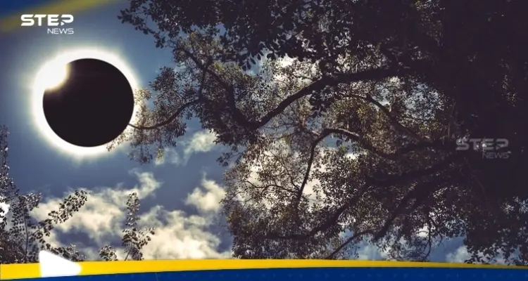 علماء يكتشفون نوعا من الأشجار "تتنبأ" بـ كسوف الشمس قبل حدوثه: أخبار