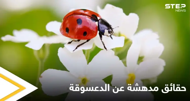 تعتبر جالبة للحظ.. دورة حياة الدعسوقة وأسلحتها الفريدة من نوعها: أخبار