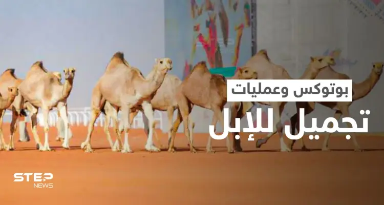 البوتوكس يتسبب بفضيحة في مهرجان الملك عبدالعزيز للإبل.. واستبعاد أكثر من 40 جمل (فيديو): أخبار