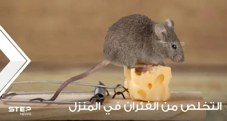 طرق التخلص من الفئران وطردها من المنزل: أخبار