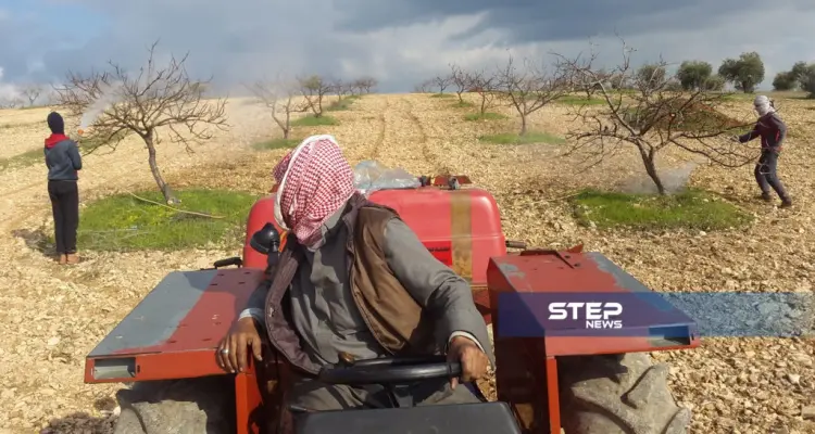 رش أشجار الفستق الحلبي بالزيت الشتوي والمبيدات الحشرية بريف إدلب: أخبار