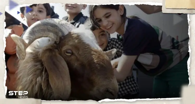 هل يجوز شراء أضحية العيد بالتقسيط؟.. إفتاء مصر تجيب: أخبار