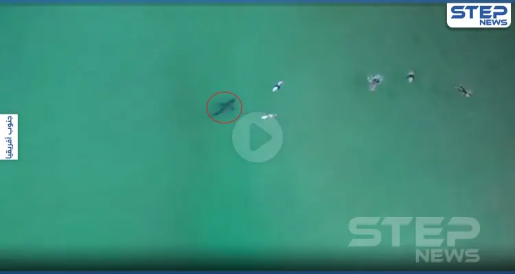 بالفيديو|| قرش أبيض مفترس يسبح تحت راكبي أمواج ويترصدهم: أخبار