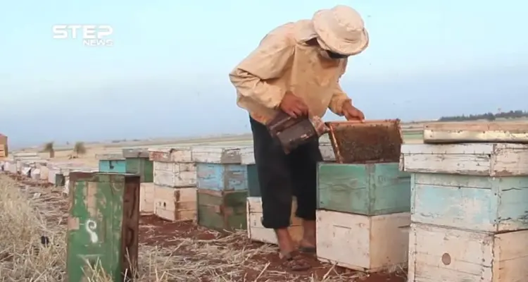 كيف بدأ موسم النحل في بعض مناطق ريف إدلب ؟: أخبار