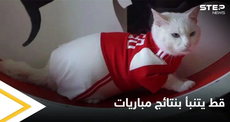 بطريقة طريفة.. قط أصم يتنبأ بنتائج مباريات كأس أمم أوروبا "يورو 2020": أخبار