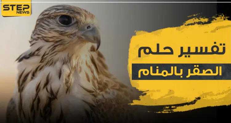 تفسير رؤية الصقر في الحلم تشير إلى عدة دلالات مهمة.. تعرف إليها: أخبار