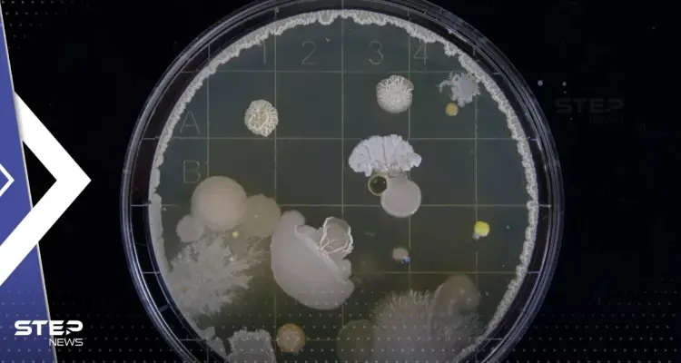 علماء يكتشفون بكتيريا "تلتهم" النفط في بحر اليابان: أخبار