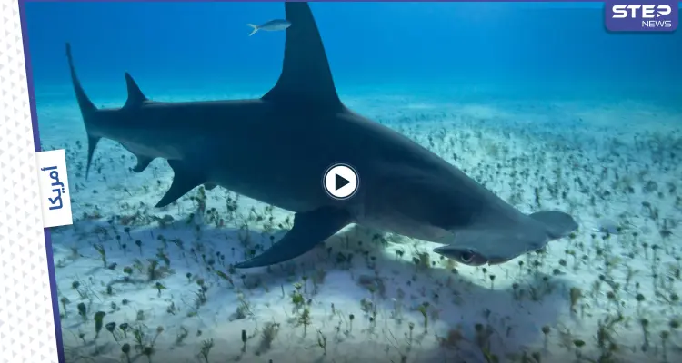بالفيديو|| رجل يصطاد قرش "أبو مطرقة" الضخم ويعيده إلى المحيط بعد التقاط صورة معه: أخبار