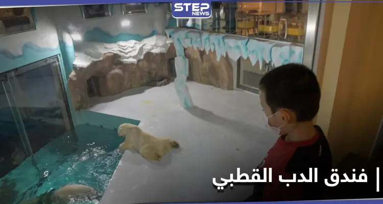 فندق الدب القطبي الأول في العالم يستقبل زواره في الصين: أخبار