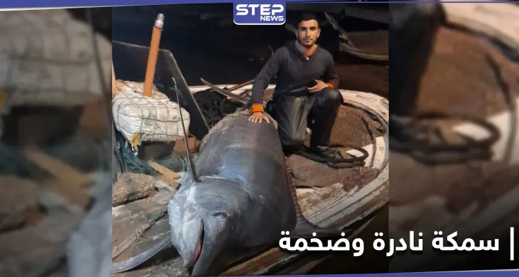بالصور|| لبناني يصطاد سمكة نادرة وضخمة بطول 3 أمتار من شواطئ عكار شمال البلاد: أخبار