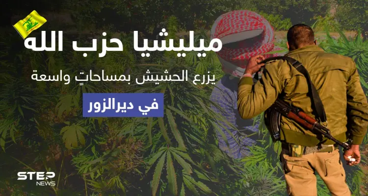 بمعاونة النظام السوري.. "حزب الله" يزرع الحشيش بمساحاتٍ واسعة في دير الزور: أخبار