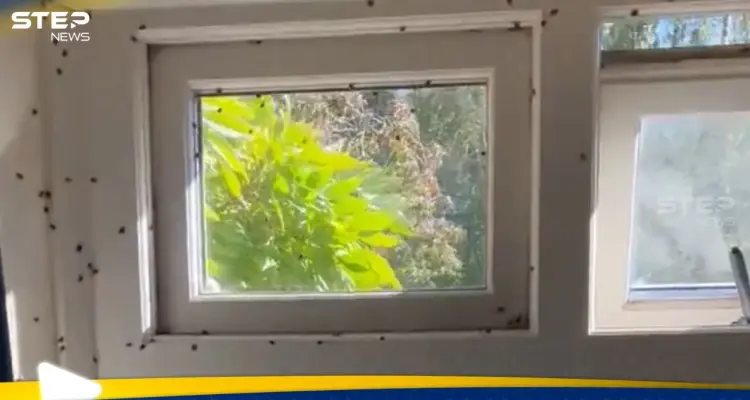 خنافس تغزو بريطانيا.. والذعر يعمّ الشوارع والمنازل: أخبار