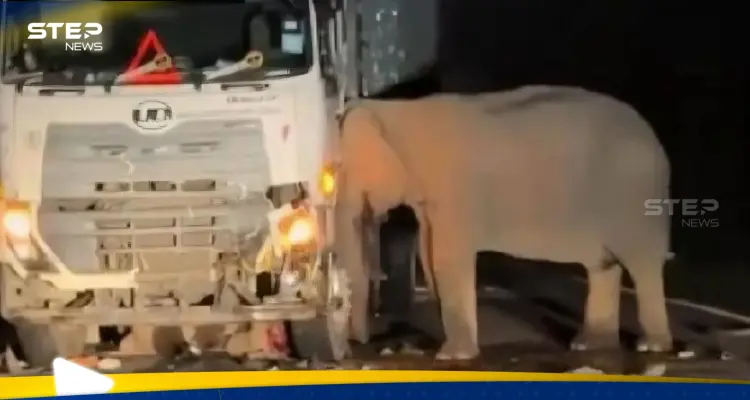 بالفيديو|| شاهد كيف انتقمت أنثى فيل من سائق شاحنة دهس صغيرها: أخبار