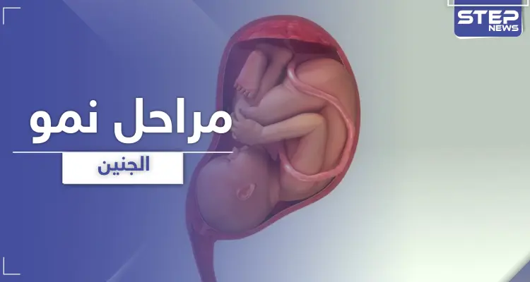 مراحل نمو الجنين من الأسبوع الأول في الحمل وحتى الأربعين: أخبار
