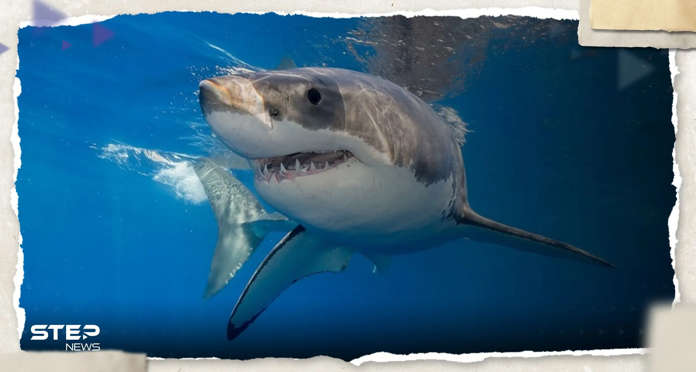 بينها دولة عربية.. تعرف على الدول الأكثر تعرضا لهجمات القرش: اصيطاد سمكة قرش