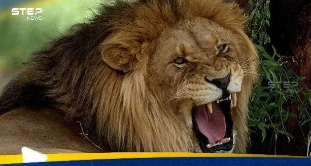 أسد يفترس مربيه في النجف العراقية (فيديو): النجف