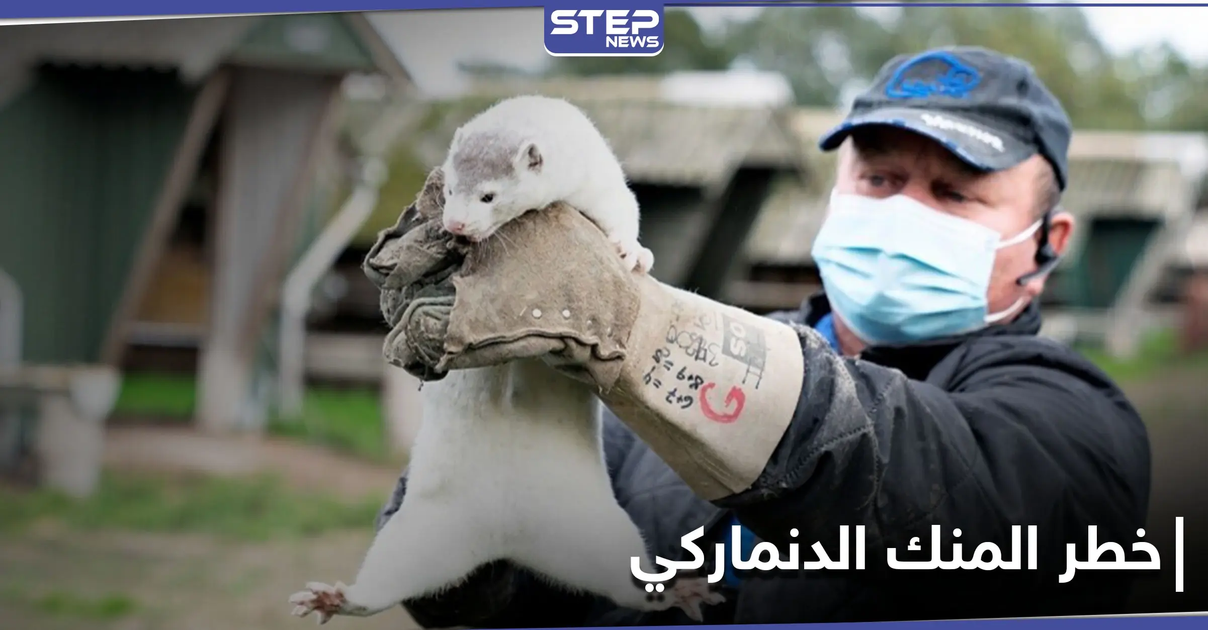 ظهور فيروس تاجي متحور في حيوان المنك الدنماركي وأكثر من 200 إصابة بشرية (صور): فيروس تاجي