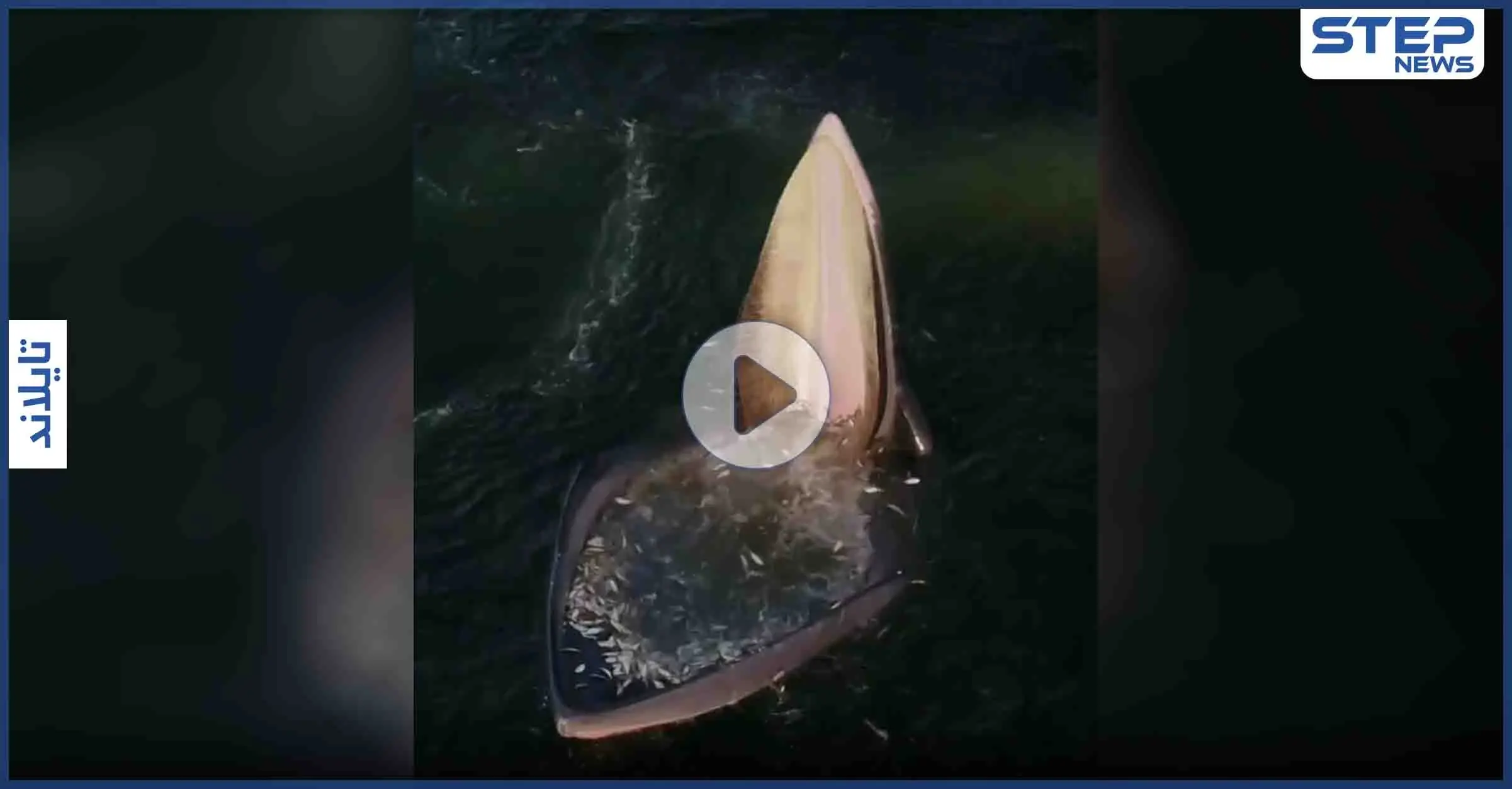 بالفيديو|| حيلة مذهلة يلجأ لها حوت ضخم مكّنته من ابتلاع أعدادٍ مهولةٍ من الأسماك دون عناء: حوت