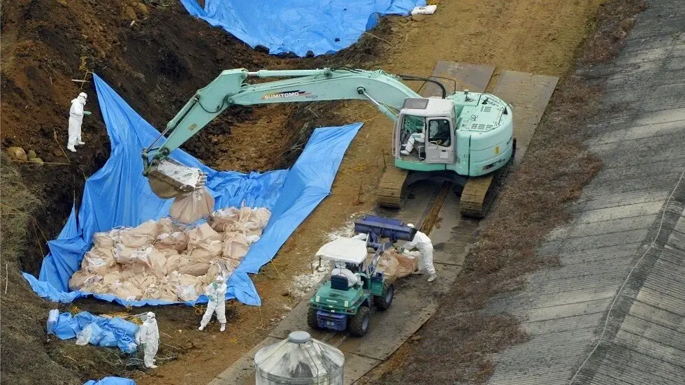 انتشار فيروس إنفلونزا الطيور في الجزائر واليابان والأخيرة تعدم 250 ألف طير: اليابان