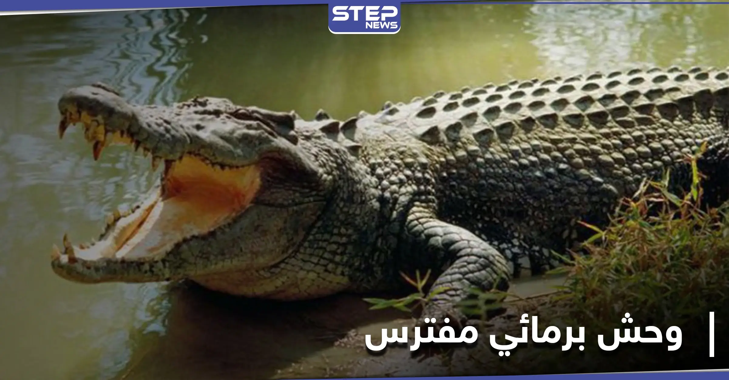 الضحية الثالثة خلال شهر... أستراليا تبدأ عملية "قتل وتشريح" تماسيح عقب اختفاء صياد: رفات بشرية