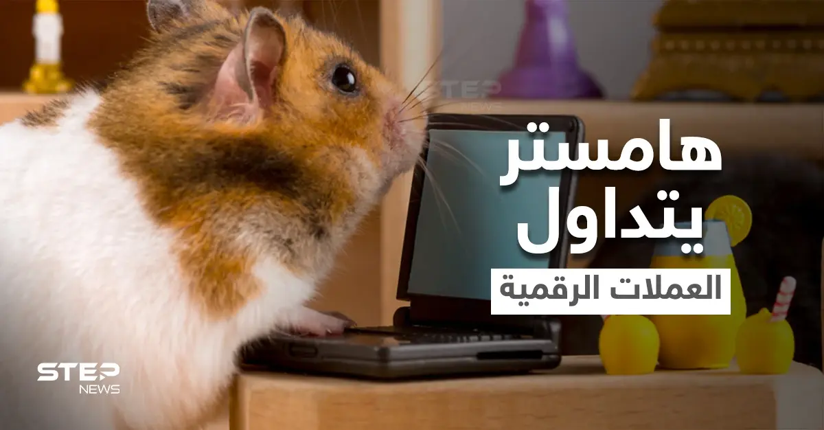 بالفيديو|| تعرف على الهامستر الذي أذهل العالم بتفوقه على البشر في تداول العملات الرقمية.. مالكه يكشف الأسرار بعد وفاته: ترند