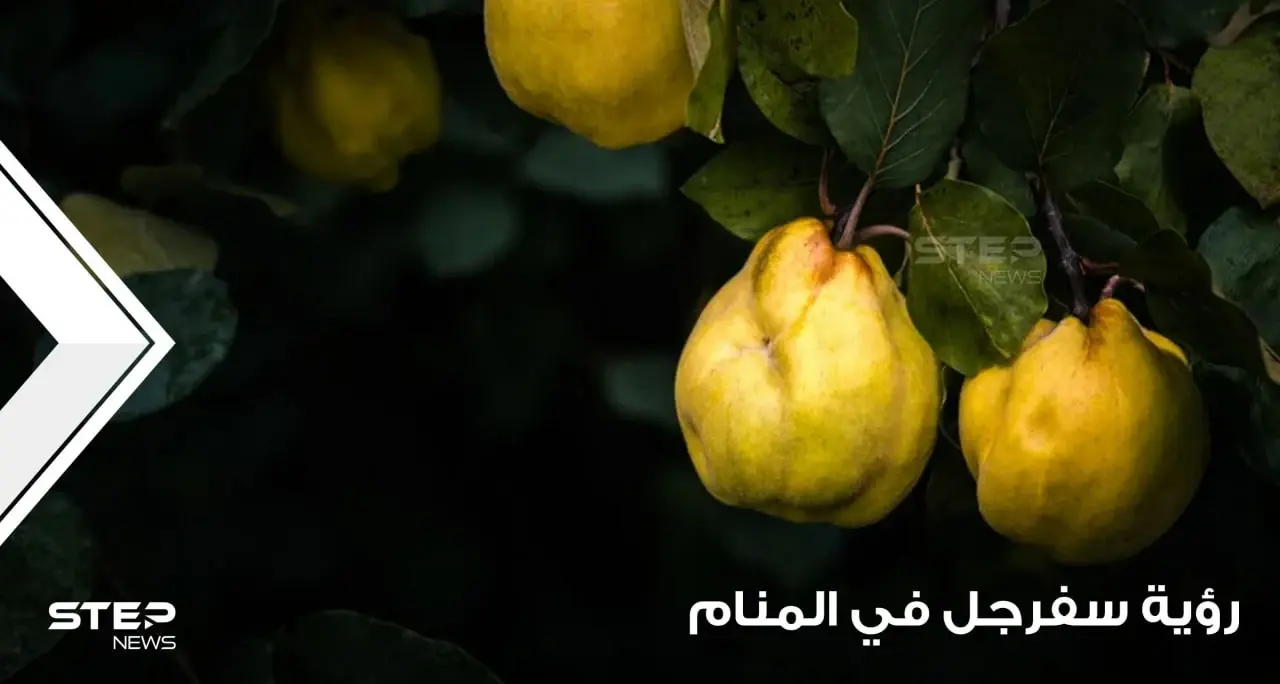 رؤية السفرجل في المنام وقطافها وجمعها وعصرها عند المعبرين: تفسير الاحلام