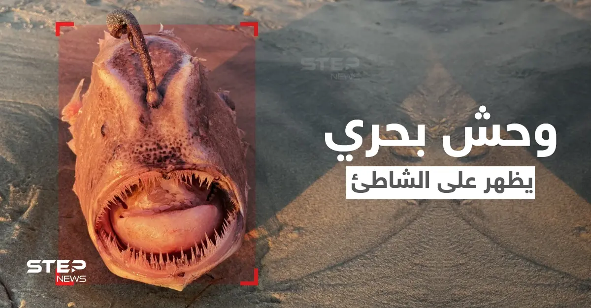 شاهد|| وحش بحري يمتلك خطماً مضيئاً لإغراء الأسماك الصغيرة وافتراسها يظهر على أحد الشواطئ: سمكة كرة القدم