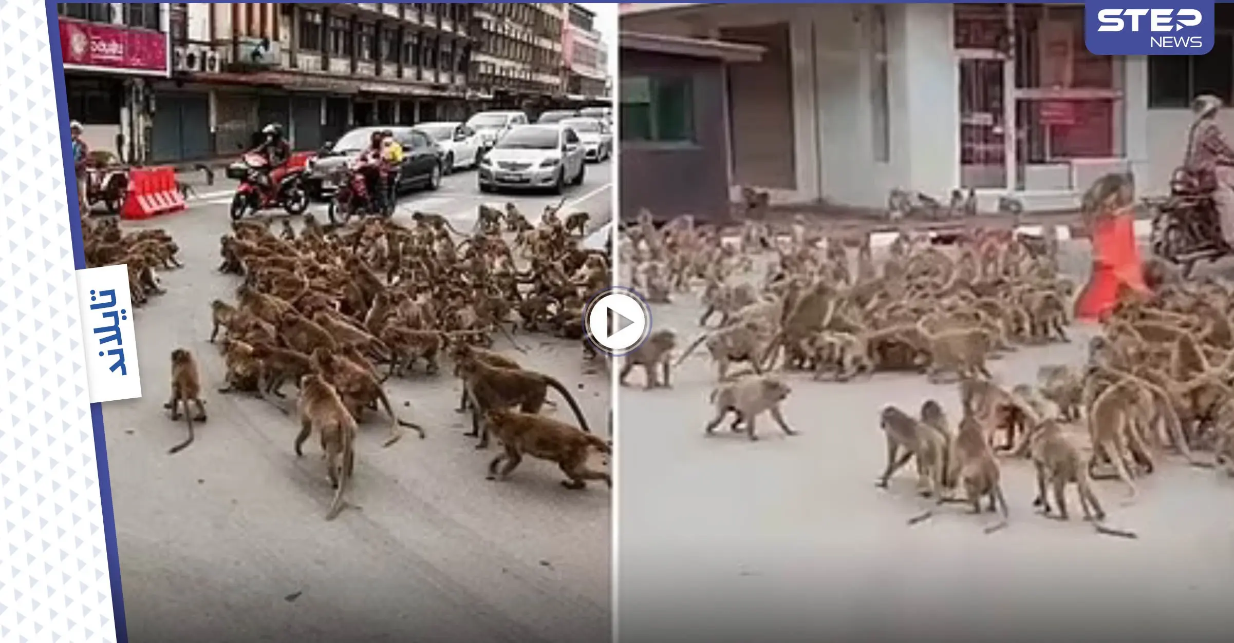 بالفيديو|| قتال شوارع بين مجموعتين من القرود وسط تايلاند يوقف حركة المرور وينشر الذعر بين الناس: تايلاند