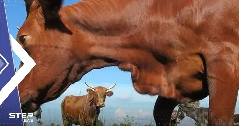 بينها الأردن.. دول توقف لحوم الأبقار البرازيلية وسط تحقيق في إصابة بـ جنون البقر: البرازيل