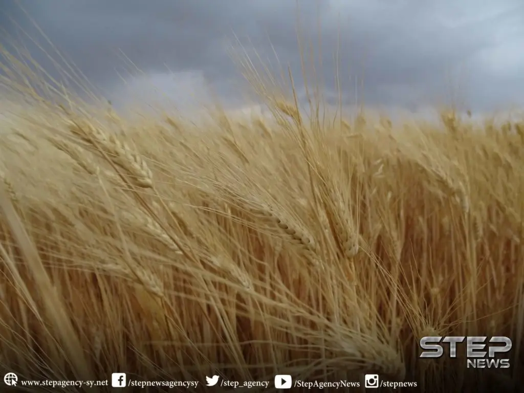 تحذيرات للحكومة المؤقتة من اندثار موسم القمح شمالي حماة: شمال حماة