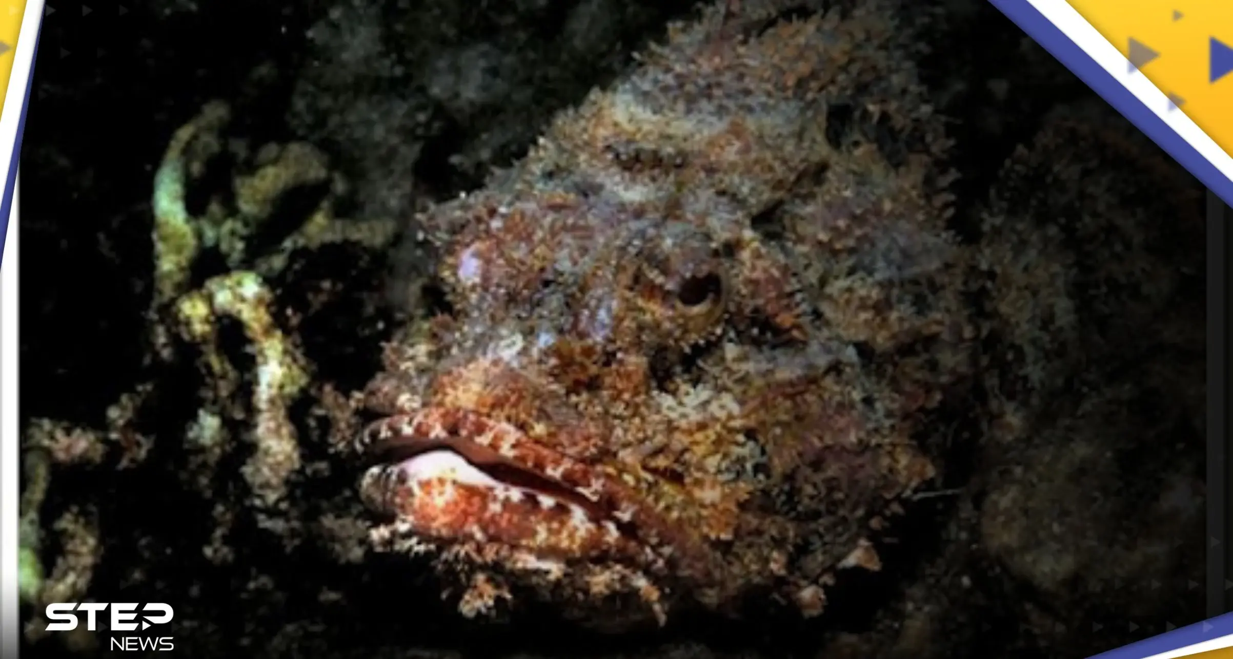 سمكة سامة تثير حالة من الذعر في مصر بعد مهاجمتها سيدة.. وخبراء: لدغتها قد تقتل: سمكة سامة