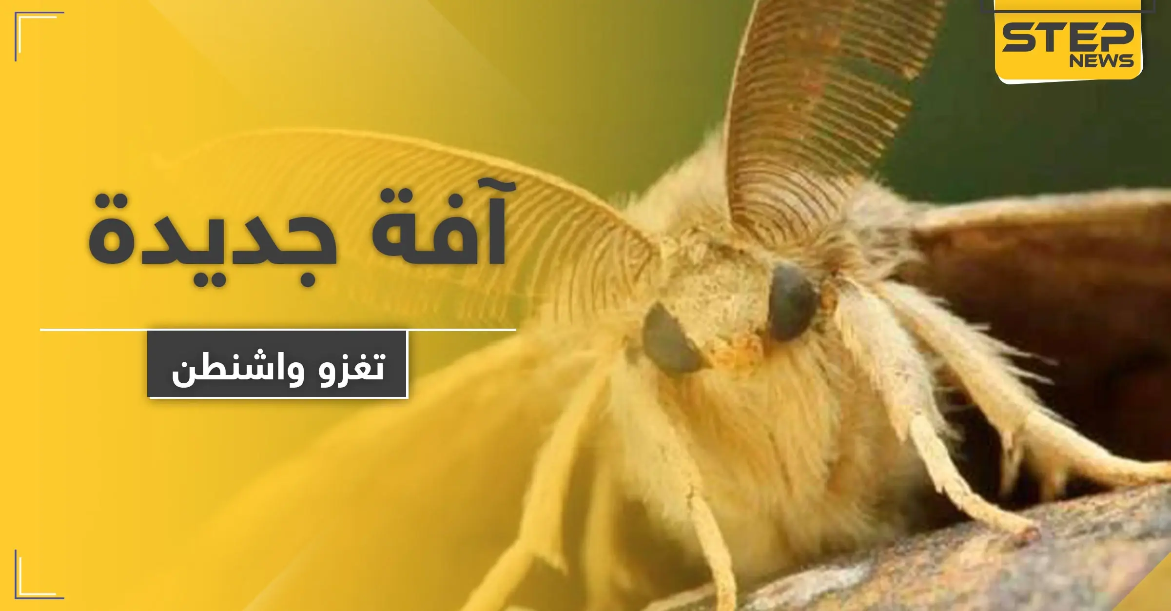 بعد كورونا والدبابير القاتلة.. آفة جديدة تهاجم واشنطن: الدبابير الآسيوية العملاقة