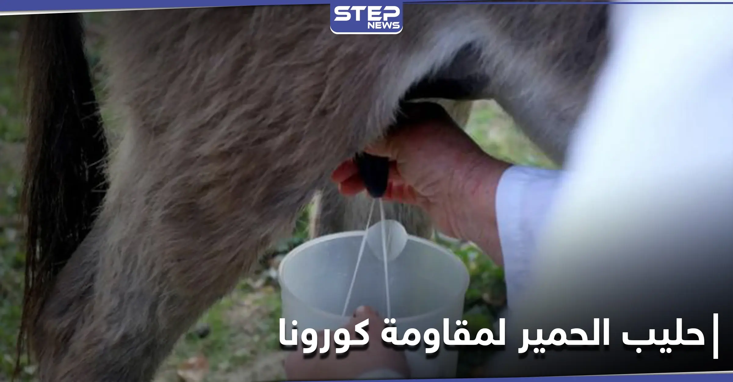 طريقة جديدة لمقاومة كورونا في ألبانيا .. باستخدام حليب الحمير: ألبانيا