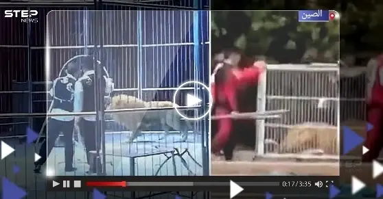 أسدان يهربان من السيرك وقت العرض.. شاهد ردة فعل الجمهور (فيديو): أسدان يهربان