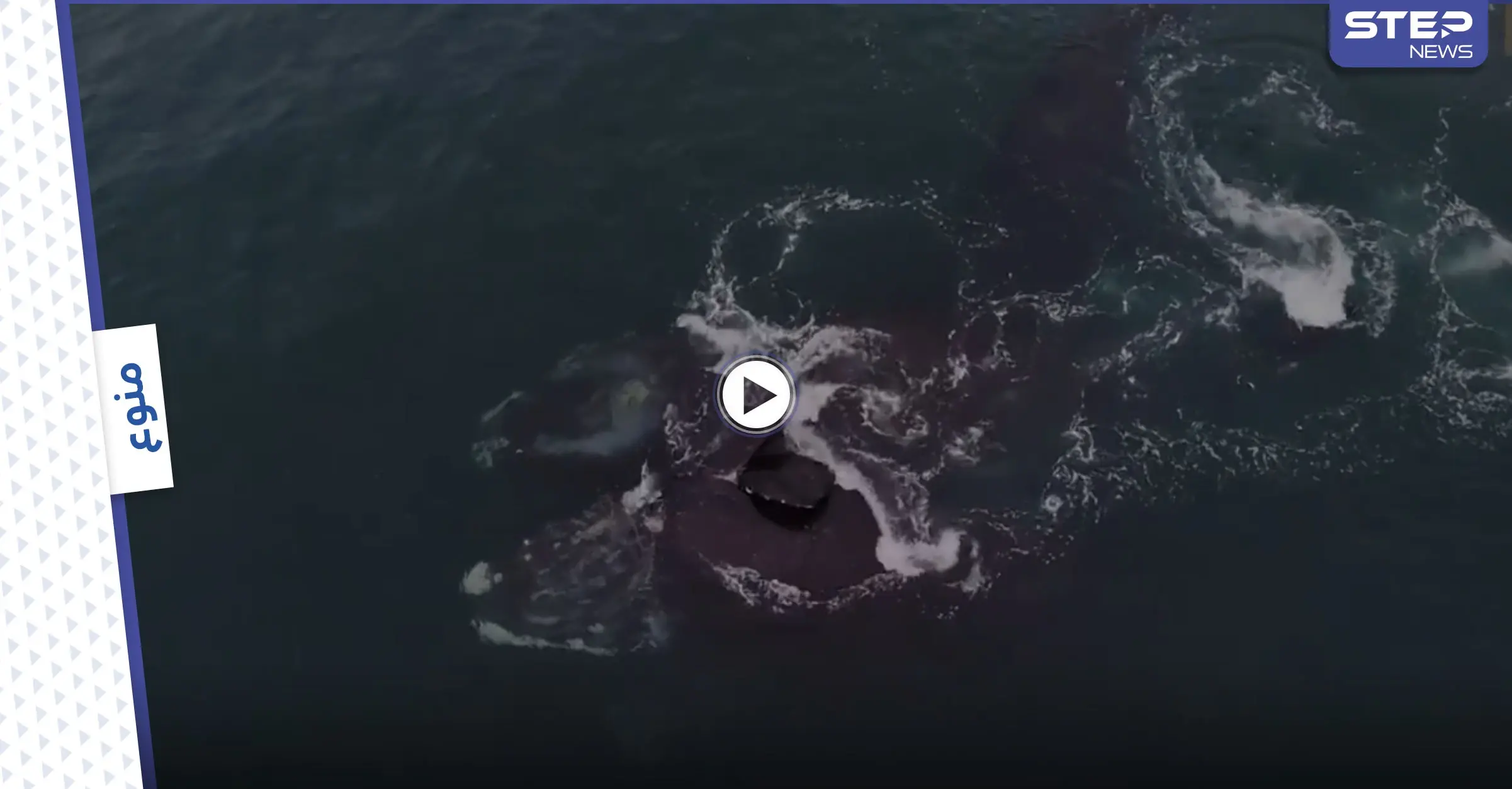 بالفيديو|| مشهد نادر لا يتكرر.. حوت مهدد بالانقراض يعانق آخر في المحيط الأطلنطي: حوت مهدد يالانقراض