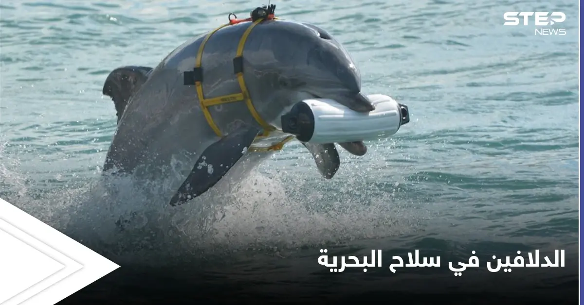 تجنيد الدلافين في سلاح البحرية.. من أغرب المشاريع السرية في أمريكا: الدلافين